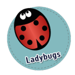 ladybugs
